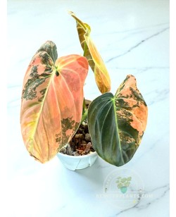 Close-up of Philodendron Melano Orange Variegated leaf showing warm orange-cream variegation