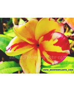 Plumeria " Splash Orange Queen " 