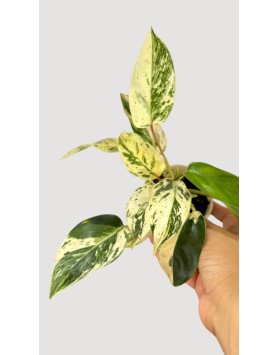 Emeral Queen Marble Aurea Philodendron 