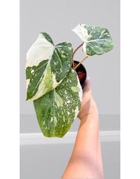 Albo Gloriosum Tricolor Philodendron Variegated