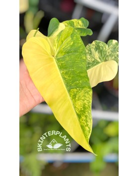 Domesticum Philodendron Variegated