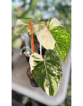 Albo Gloriosum Tricolor Philodendron Variegated