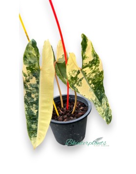 Side angle of plant in 5-inch pot with long petioles