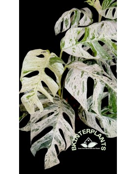 Epipremnum Sp. Bali Hamonam Variegated 