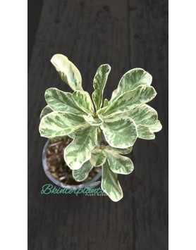 Adenium(Deset Rose) Marble Leaf variegated