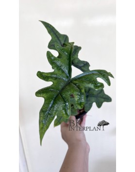 Alocasia Jacklyn
