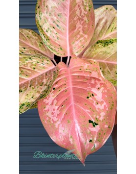 Aglaonema Orange Gold Star