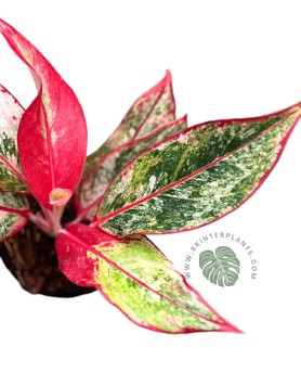Aglaonema Siam Aurora Variegated