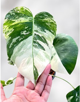 monstera-borsigiana-albo-variegated-houseplants