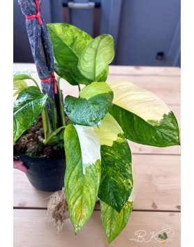Monstera Obliqua Mayuna Variegated – top view showing fenestrated leaves with variegation