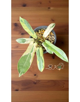 Full Plant Display – Elegant Vines