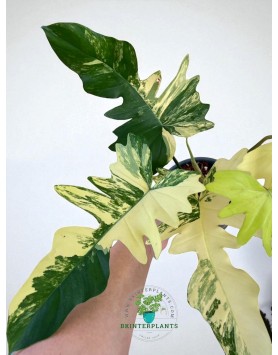 Side view of Philodendron Florida Beauty x Mayoii Variegated in nursery pot, showcasing upright growth, bushy habit, and vibrant variegation patterns.