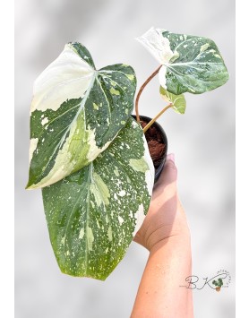 philodendron-gloriosum-variegated-plants-bkinterplants