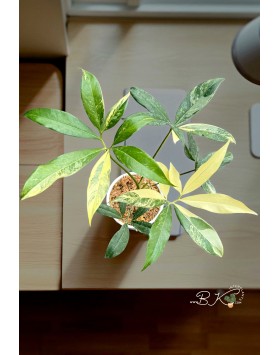 Philodendron Goeldii Variegated – Mature Leaves