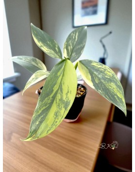 Variegated Foliage – Shimmering Silver Tones Glossy leaves under natural light.