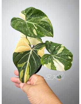 Philodendron Albo Gloriosum Tricolor – Top View of Variegated Leaves