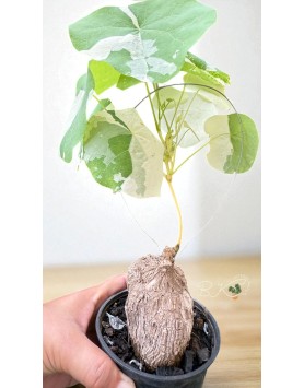 Variegated leaves of Stephania Erecta with creamy white and green tones