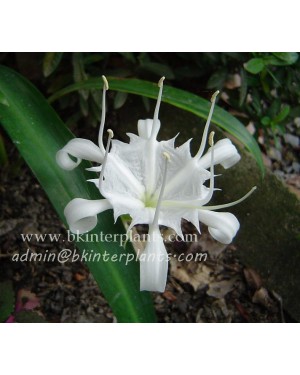 1 Corm " Pancratium Zeylanicum "