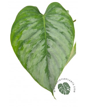 Philodendron Sodiroi