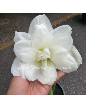 Amaryllidaceae " Double Snowwhite "