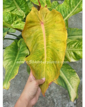 Philodendron Orange Marmalade Variegated