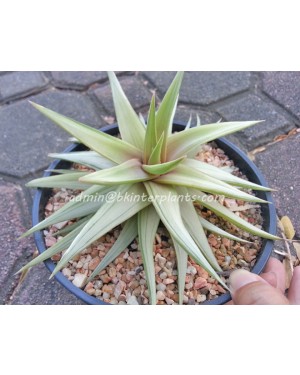 Haworthia limifora Hybrid Super White Leaf