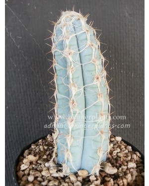 Cactus " Blue Pilosocereus royenii "