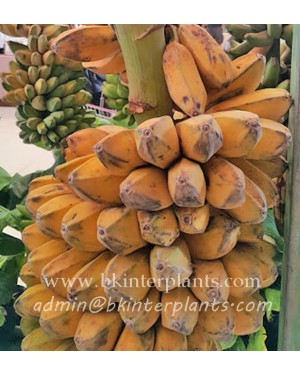 Musa " KLUAI Hin " Or Saba Banana