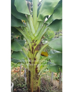 Musa " Mahoy "