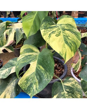 Monstera Aurea Variegated 1 Leaf