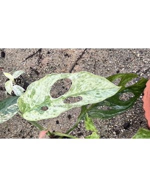 Monstera Adansonii Variegated