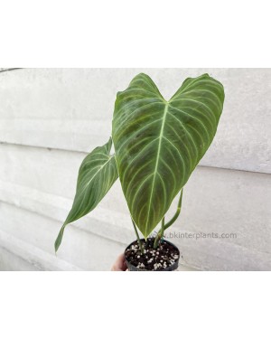 Philodendron Splendid (Melanochrysum x Verrucosum) 
