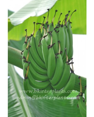 Musa " Kluai Niu charache " 