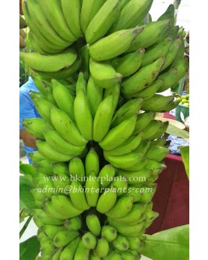 Musa Banana " Sao Kratuep Ho "