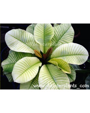 Plumeria " Plattinum Variegated Leaf "