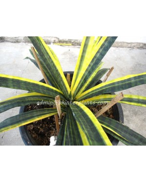 Sansevieria " Javanica Yellow Vareigated "