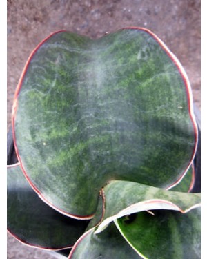 Sansevieria " Masoniana "