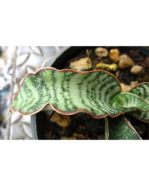 Sansevieria " Tiger Blue "