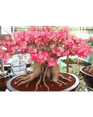 Adenium " DIAMOND CROWN " 