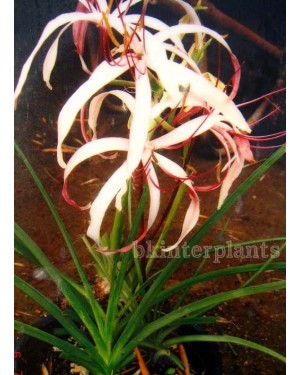 1 Bulb " Crinum Lily "