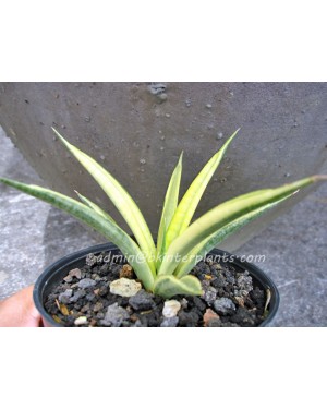 Sansevieria " Gracilis Yellow Vareigated "