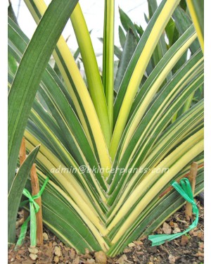 Sansevieria " Katana Yellow Vareigated "