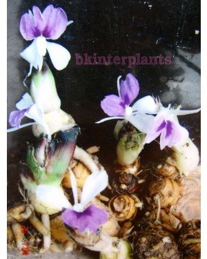 2 Corms " Kaempferia "