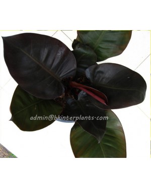 Philodendron Black Cadinal