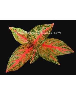 AGLAONEMA " Viduly "