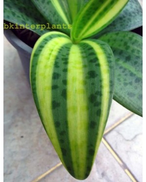 Liliaceae Variegated