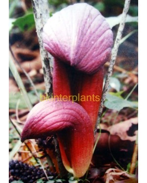 2 Corm " Amorphophallus Arietina "
