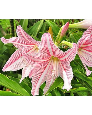 Amaryllidaceae " Star Lily "