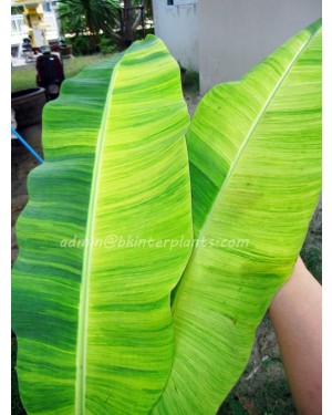 Musa Banana " Acuminata Colla Variegated "