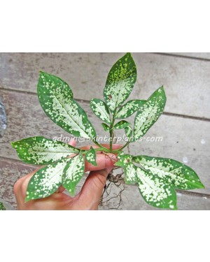 1 Bulb Amorphophallus Compact Super Variegated 